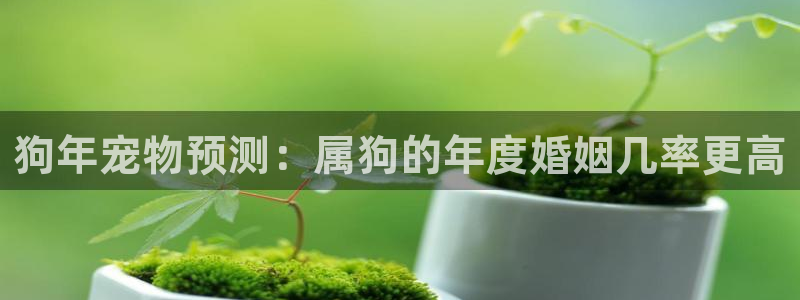 狗子28账号注册登录入口