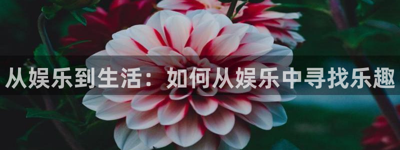 狗子28pg正版官网入口